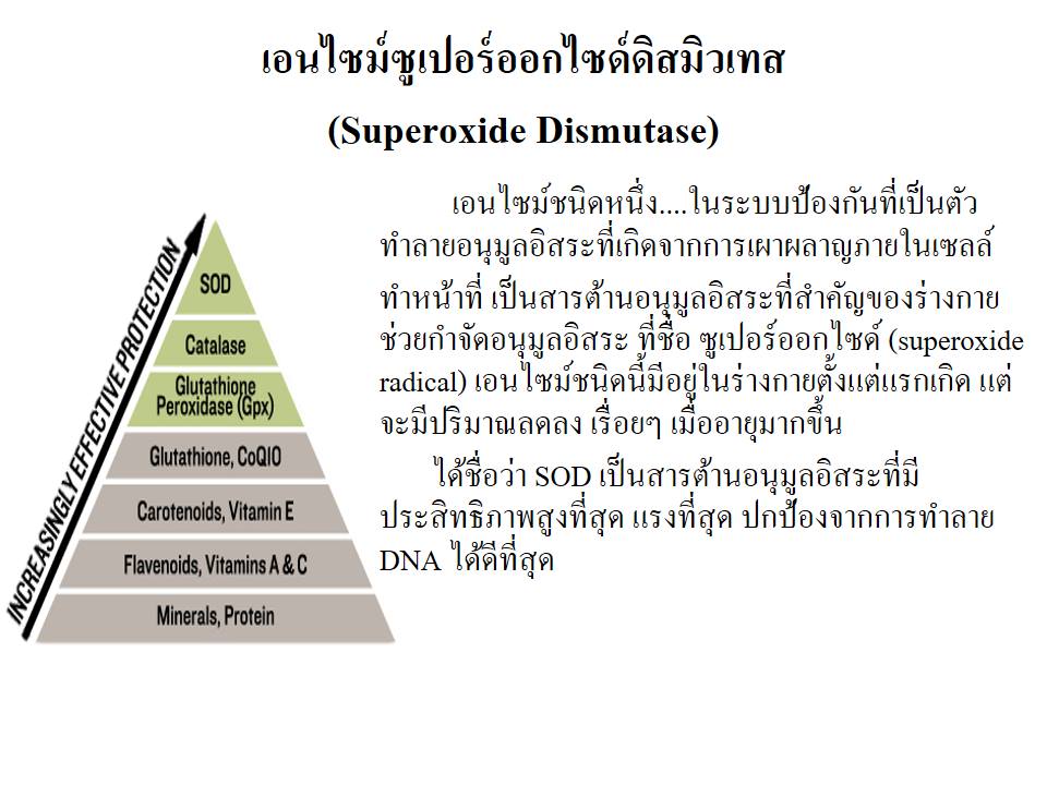 SOD SUCCESSMORE Present (18)
