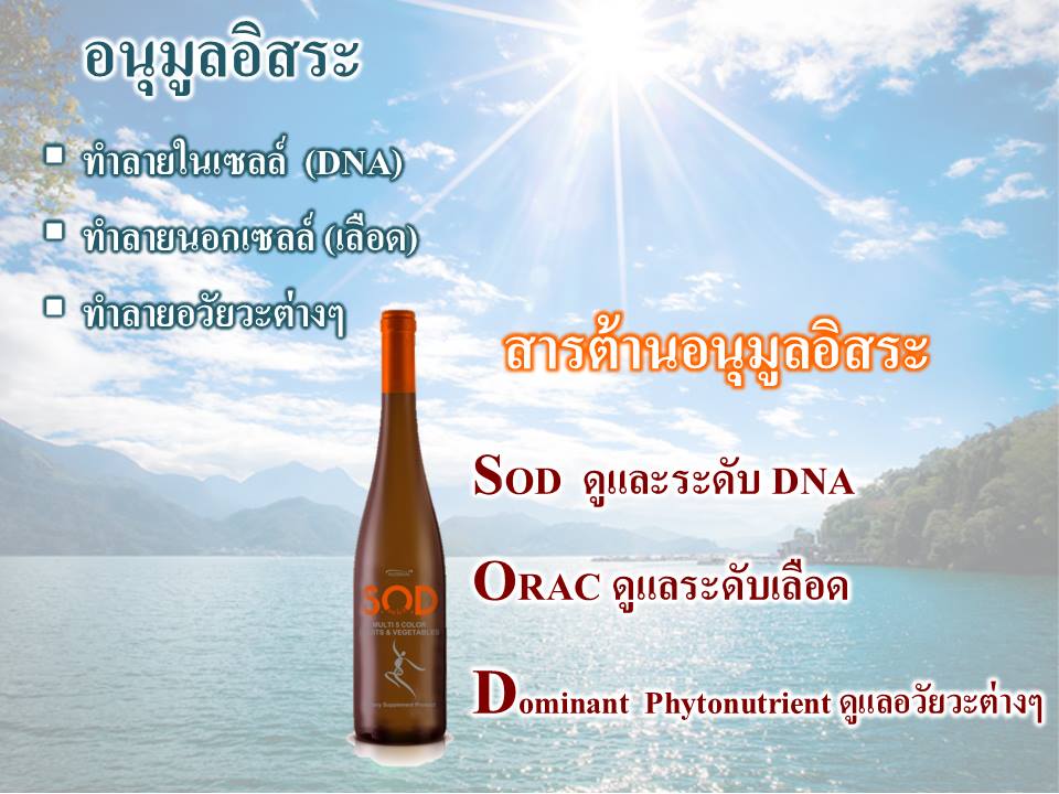 SOD SUCCESSMORE Present (19)