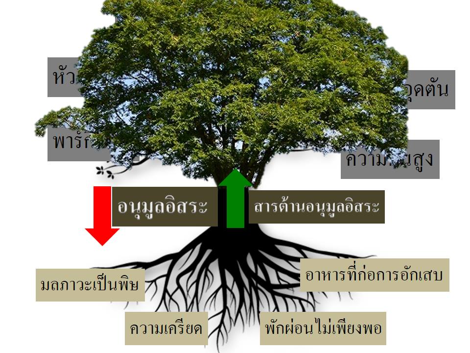 SOD SUCCESSMORE Present (22)