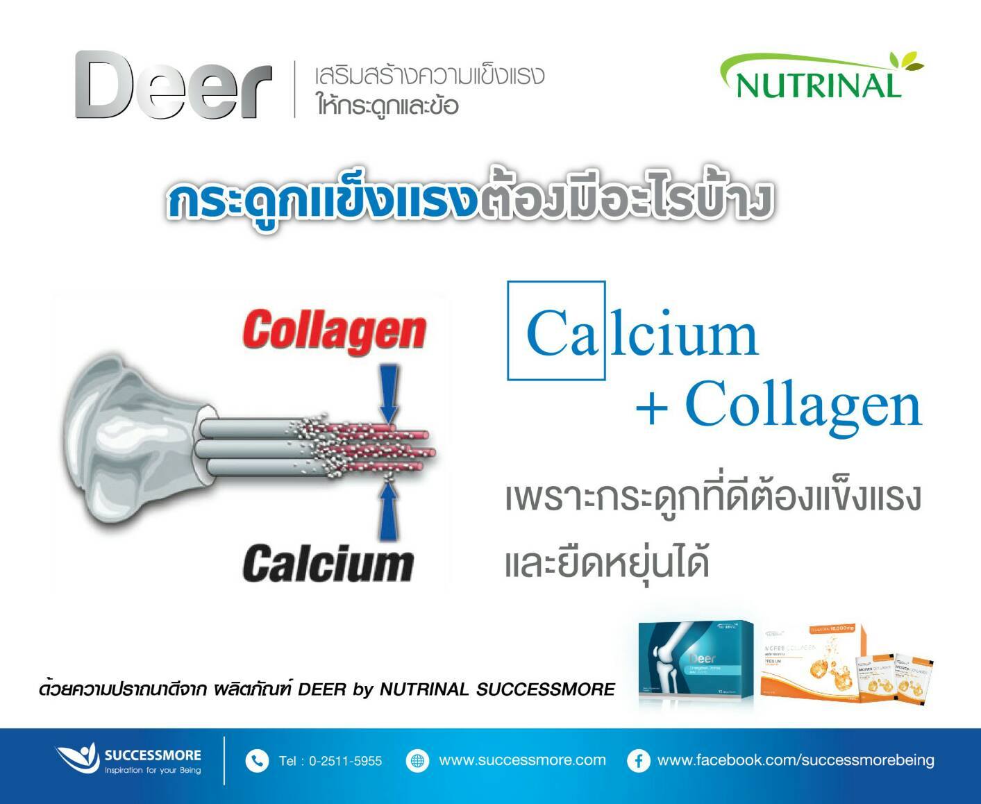Deer กับโรคกระดูกพรุน (4)